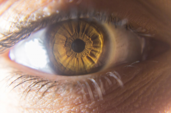 amber eye close up